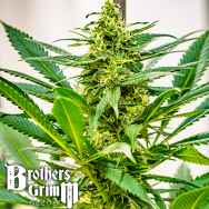 Brothers Grimm Seeds Durban x C99